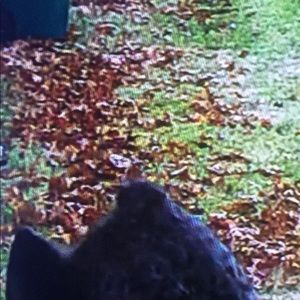 Meet your Posher, Dee